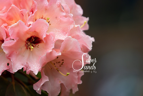 Collecting Dew Drops