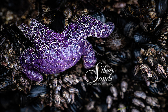 Purple Sea Star