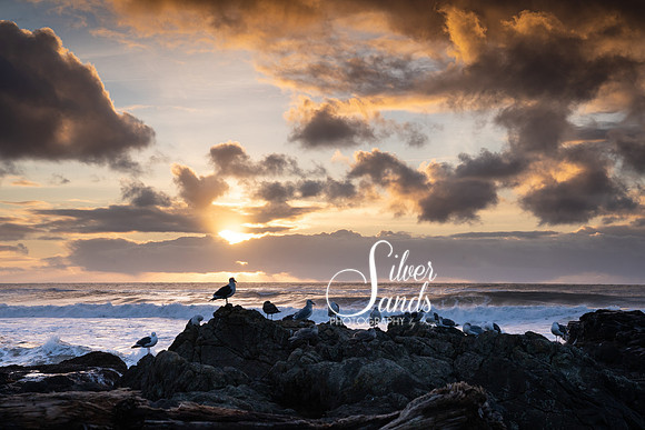 Sea Gulls Sunset
